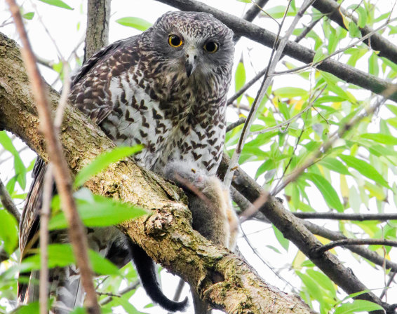 Common product banned around the world is killing our owls