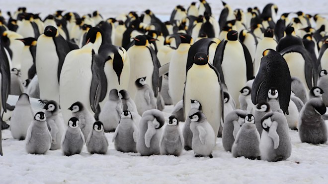 Humanity’s endangered, so let’s take a tip from the penguins