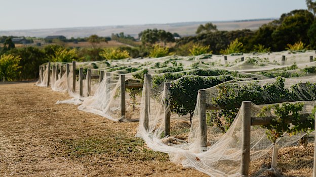 Pinot noir was the standout variety this year at Wine By Farr, in the Geelong region’s Moorabool Valley.