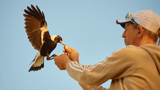 Bird handler Paul Manter trains one of eight magpies for the film Penguin Bloom.