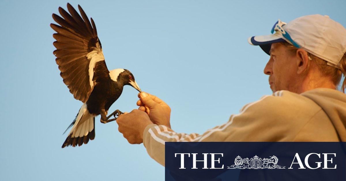Penguin Bloom's magpie trainer Paul Manter on how to avoid attacks and get the birds to act - Vimarsana News