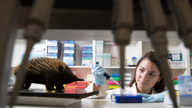  Alex Summerell has developed a DNA test to track the origin of black market echidnas.