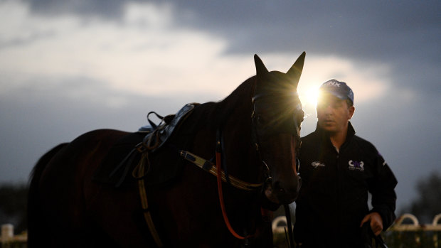 Queen of the turf: vhampion mare Winx is paraded after trackwork on Thursday morning ahead of her return on Saturday.
