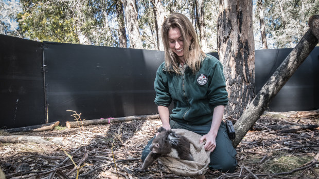 There were gasps when  threatened species recovery team leader Nicole Hill introduced Malu to his new home. 
