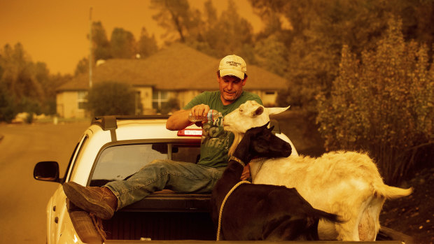 Mark Peterson, who lost his home in the Carr Fire, gives water to goats that survived the blaze on Friday, July 27.