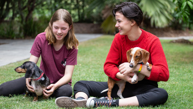 Dachshunds Charlie and Spencer were rescued by RSPCA Queensland from Storybook Farm last year. (File image)