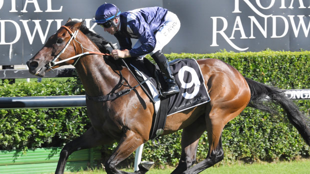 Short price: Tommy Berry rides Desert Lord to victory at Randwick earlier this month, and is a strong favourite again on Wednesday in race 5.