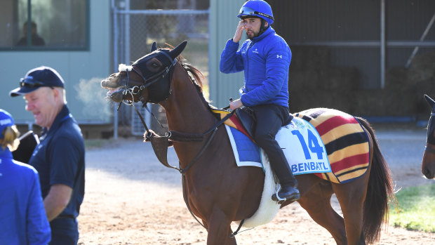 Godolphin trained Benbatl is seen after track work at Werribee Racecourse on Wednesday.