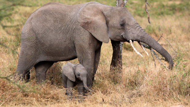 An African elephant and her calf in Tanzania.

