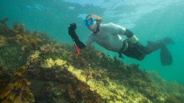 Dowson takes a photo as part of an audit of marine life and habitat.