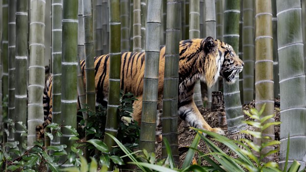 Less than 4000 tigers remain in the wild but at least 100 are still killed each year for the global trade in their parts and skin. 