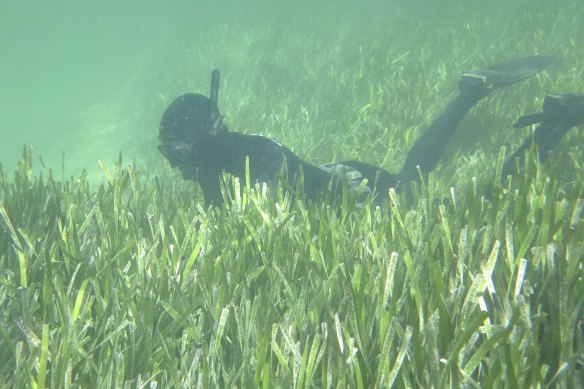 Healthy seagrass in Shark Bay. 