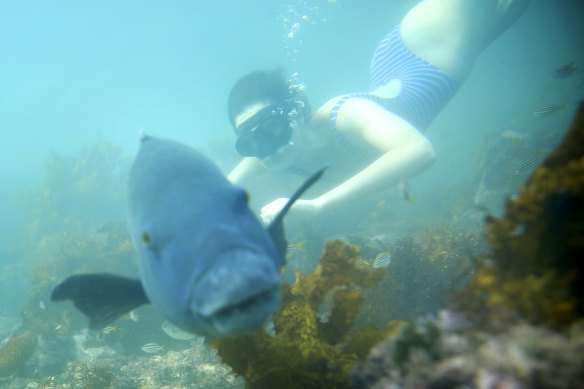 A blue groper known as “Bluey” pictured at Clovelly in January 2020.