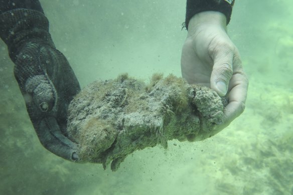 Eroded carbon-rich seagrass soil following the marine heatwave in Shark Bay. 