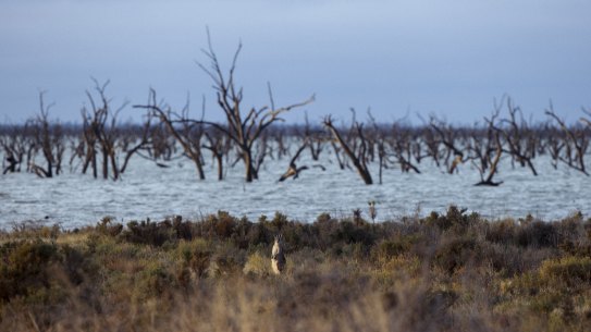 Dead trees in what was known as Barren Box Swamp before its name was changed to a storage, and its water used for nearby farms.