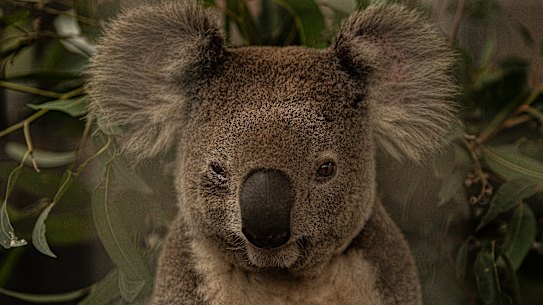 Koalas could be extinct in the wild by 2050 if their current decline is not stop, a NSW parliamentary inquiry has found.