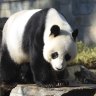 Yes, pandas are adorable. But they can’t hide national differences