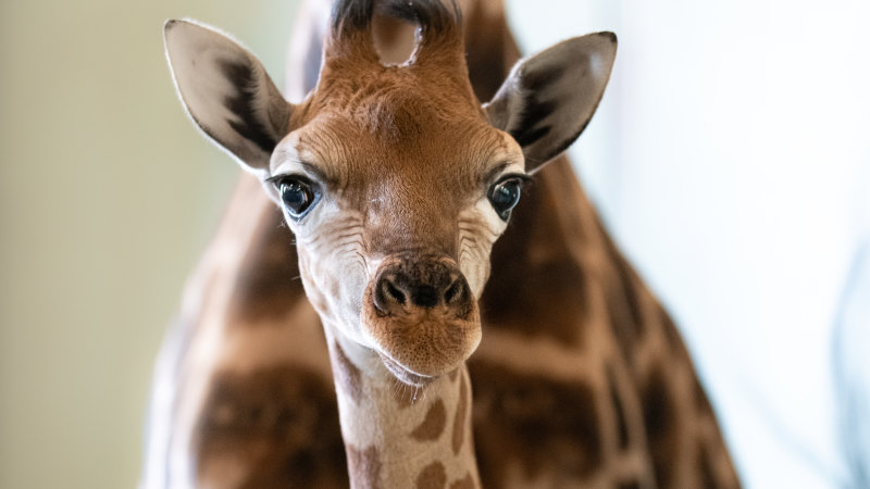 Talbert And Hunter Neck And Neck To Be Newest At Australia Zoo