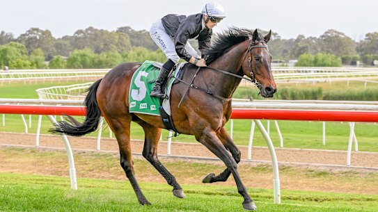 Com Tom Sherry na sela, Inoue venceu uma corrida em outubro do ano passado em Hawkesbury.