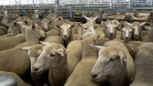 Farmer groups plea for reversal of live sheep export ban