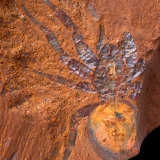 A fossilised spider.