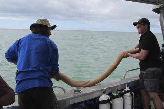 Malgana Ranger Nicholas Pedrocchi and UWA researcher Dr John Statton deploy a ‘seagrass snagger’ (sand-filled hessian tube) at a restoration site.