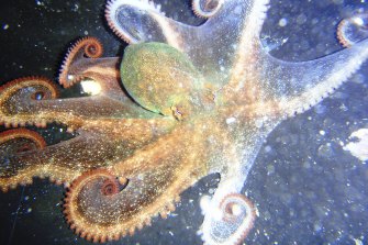 The western rock octopus which has a new scientific name ‘octopus djinda’ which incorporates a Noongar word that translates to ‘star’ in English.