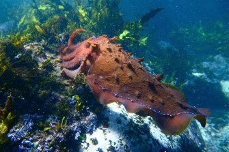 Another Sydney resident vying for position, position, position .... the giant cuttlefish, or sepia apama.