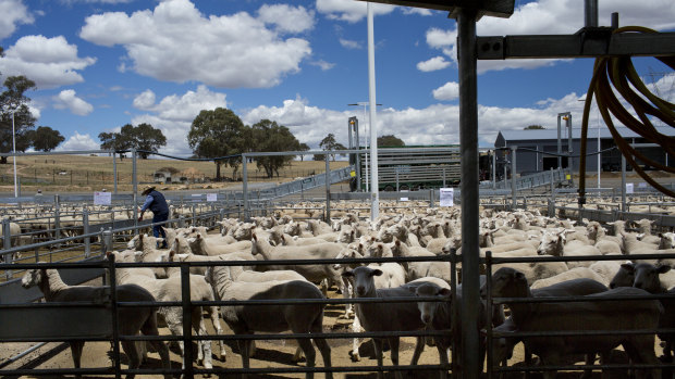 It shouldn't be too difficult to meet the work test of 1.5 hours a day if you're employed on a sheep and wheat farm.