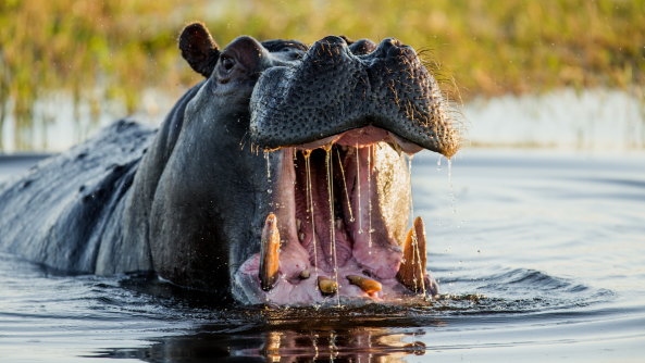 Six people have been killed by hippos around Lake Naivasha in Kenya this year.