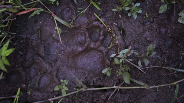 A fresh paw print from a tiger in the forest near Khairgaon village in India last month.