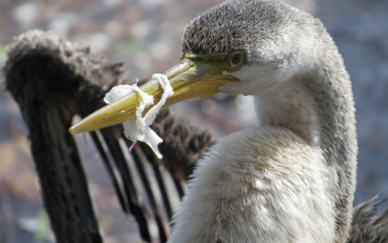 A darter with gauze wrapped on its beak.