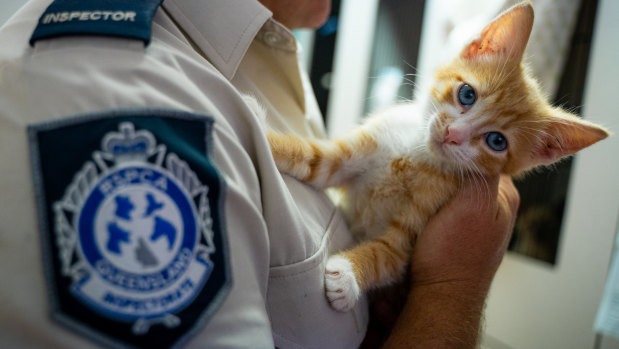 The rescued kitten in the hands of an RSPCA inspector.
