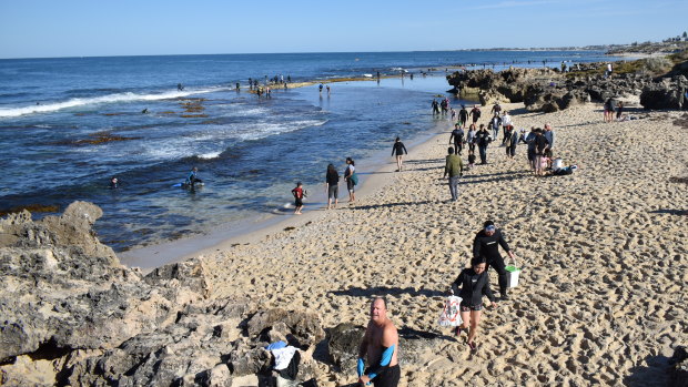 Over a 100 people scattered themselves across the reef of Bennion Beach to get their catch of the day : abalones. 