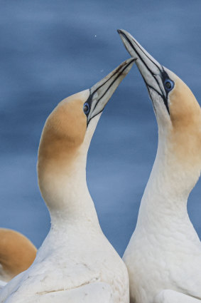 Gannets rely on a healthy, fish-rich sea, for their  existence.