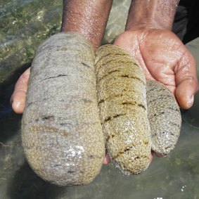 The sea cucumber is regarded as a delicacy in China and their stocks are depleted. 