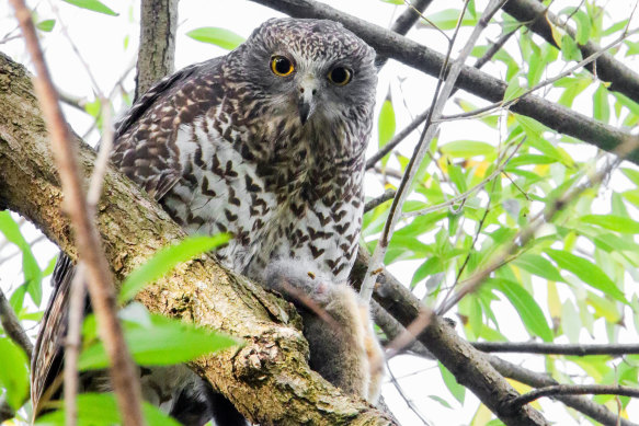 Powerful owls eat as many as 250 possums a year.