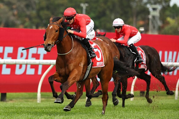 Sir Artie will be at the finish again at Rosehill on Saturday.