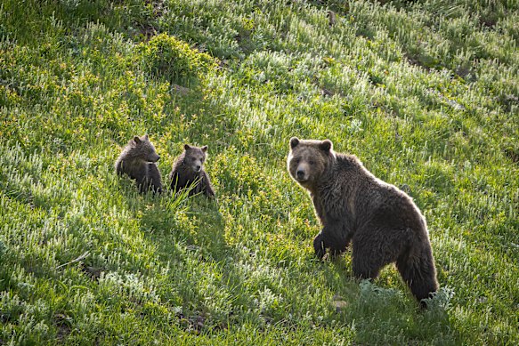 A mother grizzly and her cubs climb a ridge in Yellowstone.