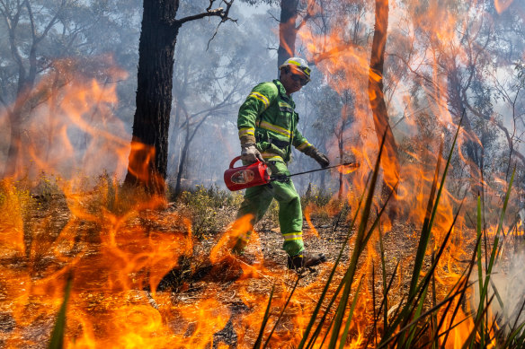 Firefighters have been carrying out planned burns in at-risk areas, such as Bendigo National Park.