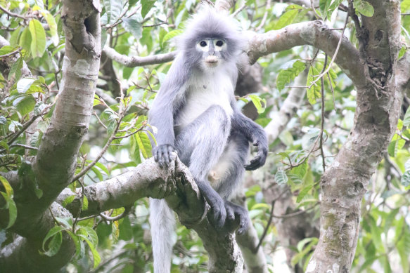 Endangered: A Popa langur, a primate that has been newly  identified as a separate species, that lives on Mount Popa in Myanmar.