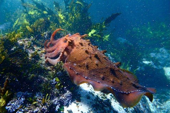 A giant cuttlefish. The annual migration in Spencer Gulf is one of the natural wonders of the Australian marine environment.
