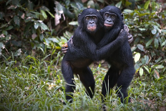 Bonobo apes in the wild. “Female solidarity can invert the male-biased power structure that is typical of many mammal societies.”