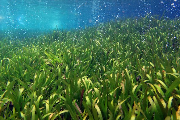 Volcanic gas escapes from the reef in Milne Bay.