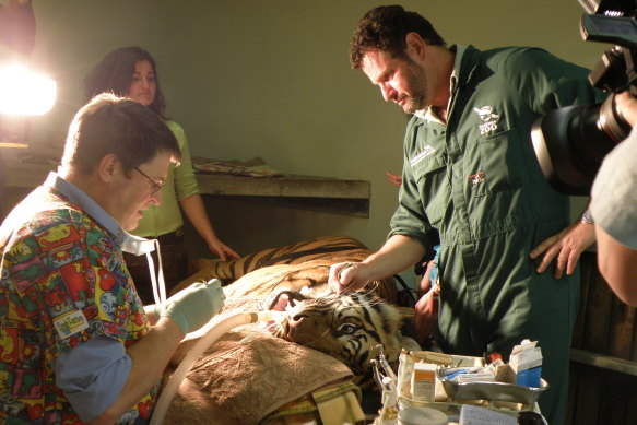 Larry Vogelnest (right) and David Clarke, a specialist veterinary dentist, perform a dental check on Satu the Sumatran tiger.