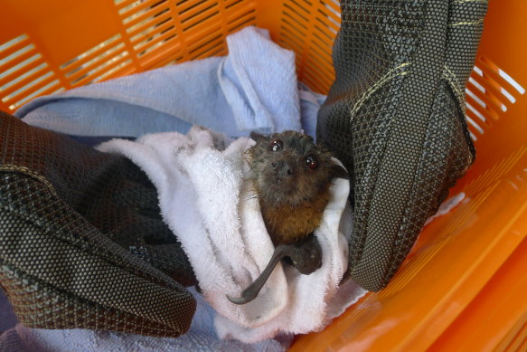 A heat-stressed flying fox rescued by Wildlife Victoria. The animals are crucial pollinators but populations are under pressure from climate change and deforestation.
