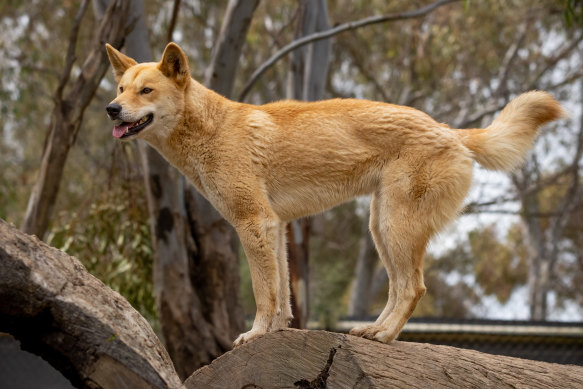 Kyabram Fauna Park dingo.