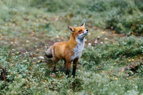 “The fox, soaked like a wet grey dishrag, hadn’t moved. But it wasn’t raining”