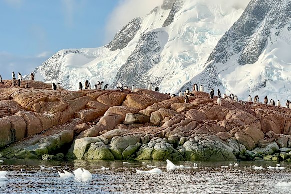 Gentoo penguins get ready for their close-up.