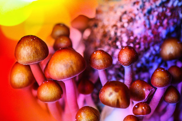 Psilocybin is the active ingredient in magic mushrooms.